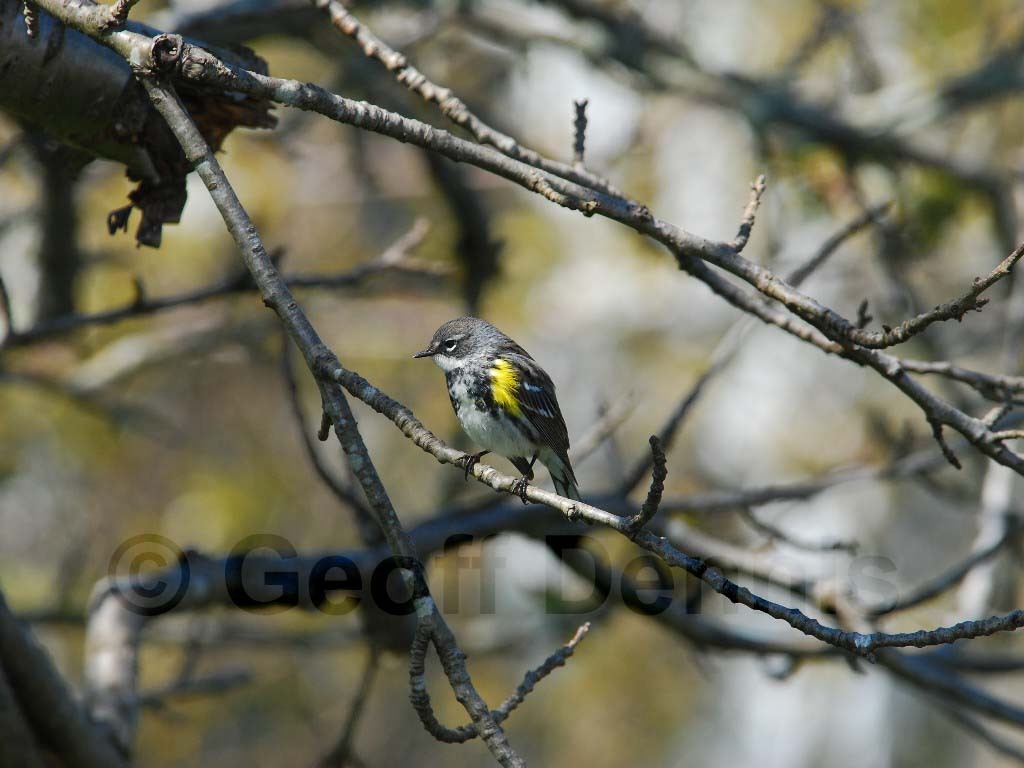 YRWA-BR_Yellow-rumped-Warbler
