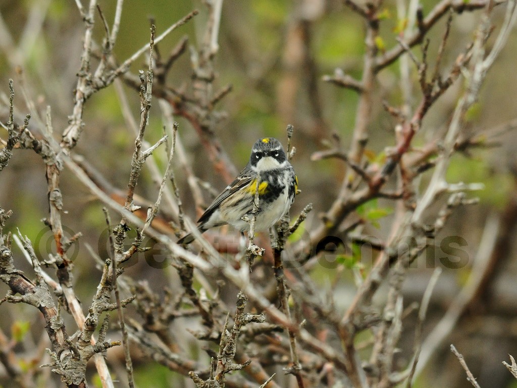 YRWA-BS_Yellow-rumped-Warbler