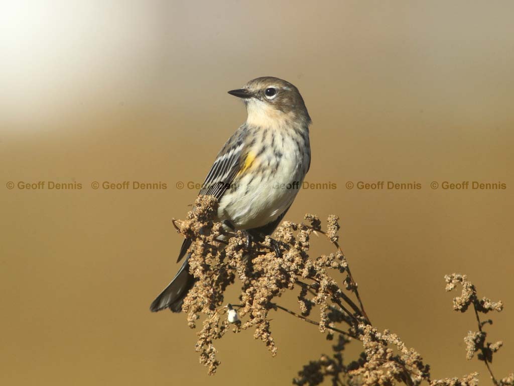 YRWA-BT_Yellow-rumped-Warbler