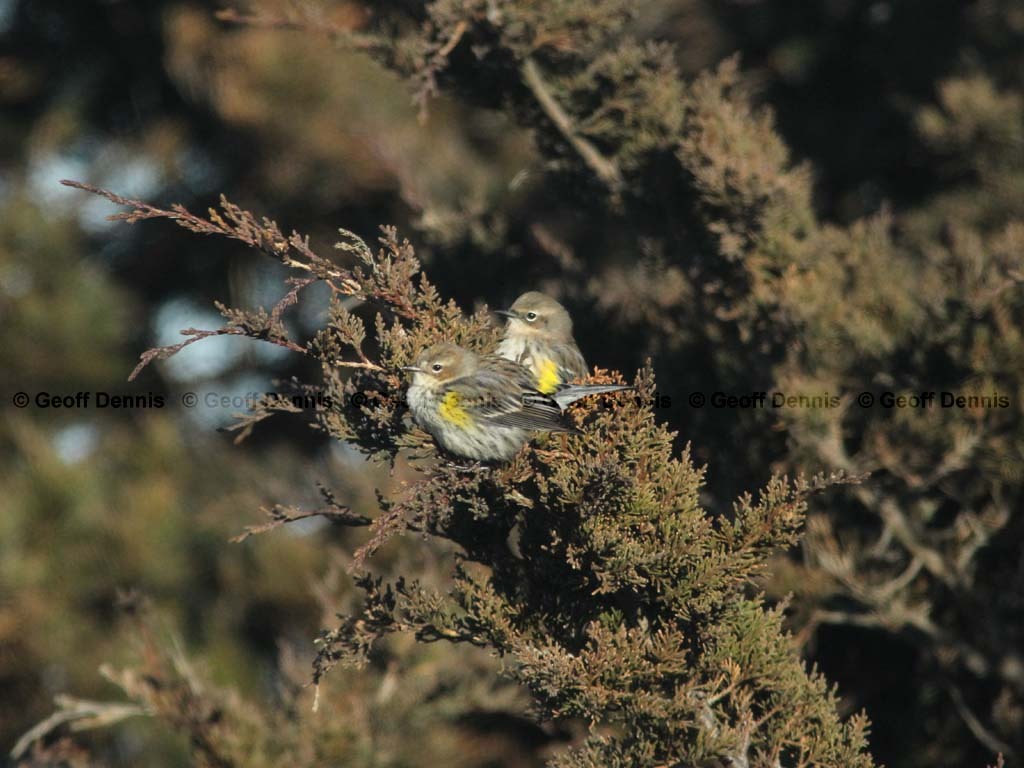 YRWA-BU_Yellow-rumped-Warbler