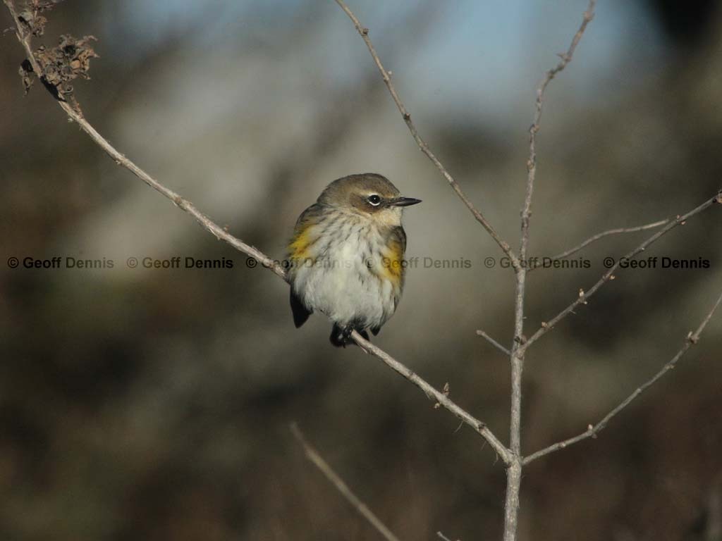 YRWA-BV_Yellow-rumped-Warbler