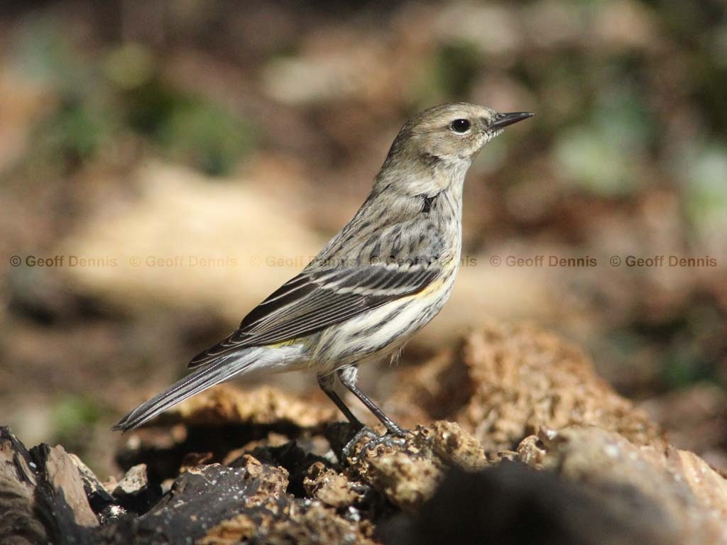 YRWA-BW_Yellow-rumped-Warbler