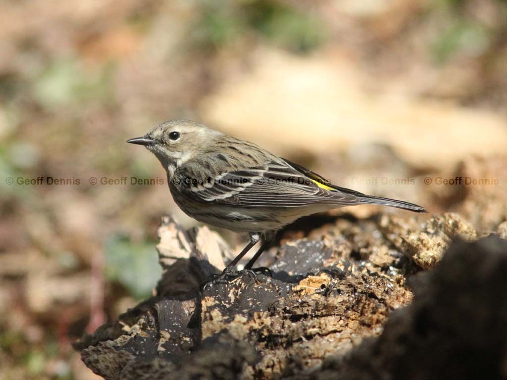 YRWA-BX_Yellow-rumped-Warbler
