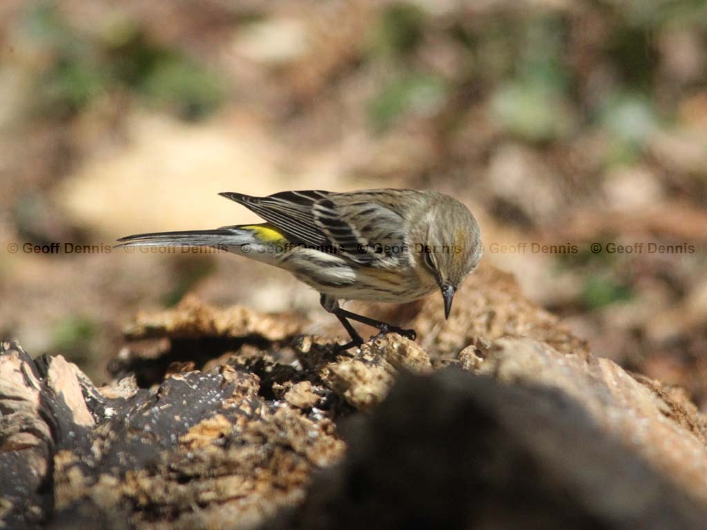 YRWA-BY_Yellow-rumped-Warbler