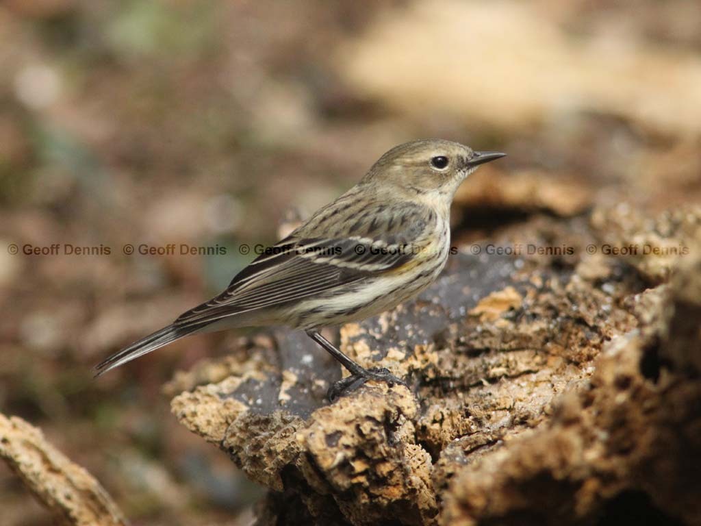 YRWA-BZ_Yellow-rumped-Warbler