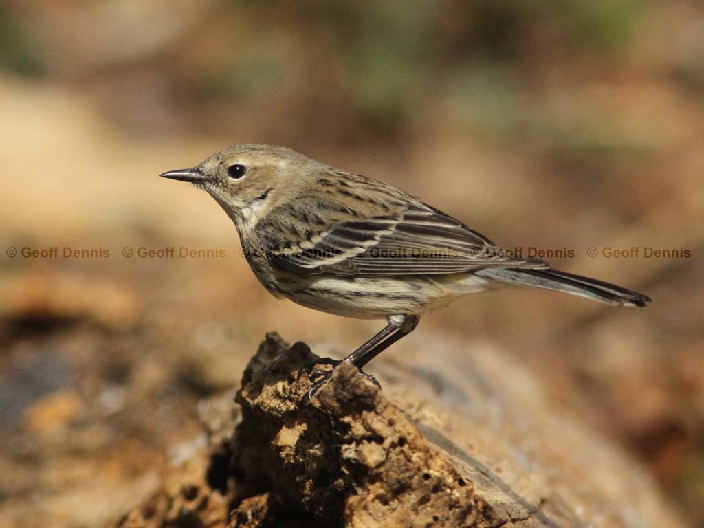 YRWA-CA_Yellow-rumped-Warbler