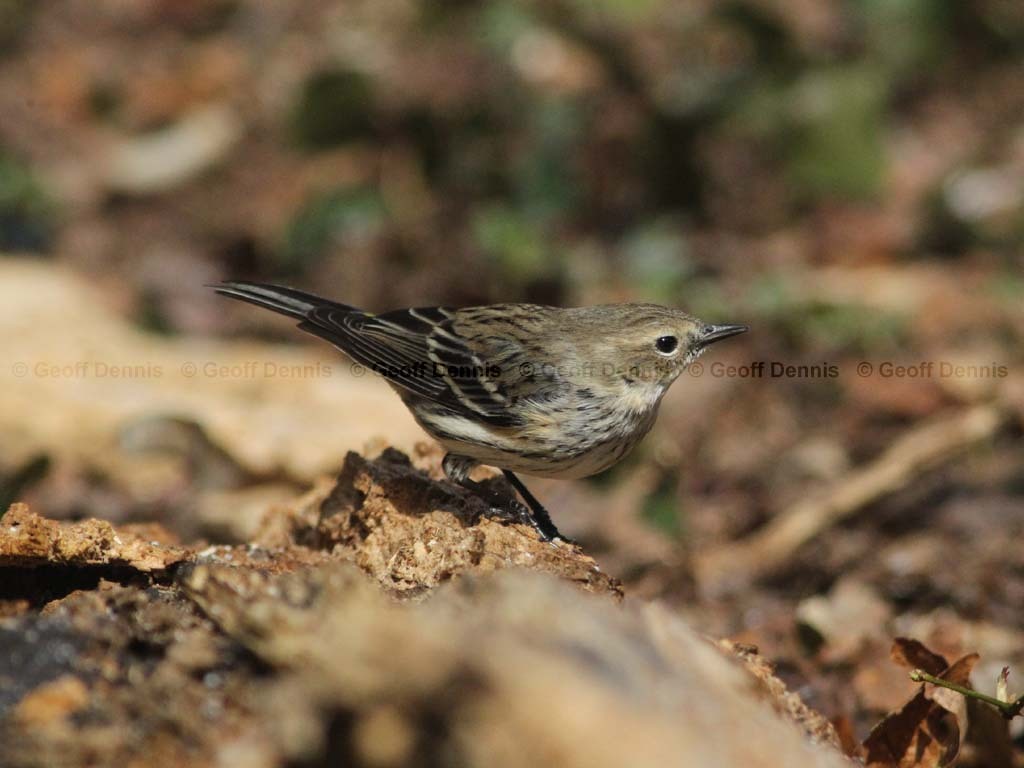 YRWA-CB_Yellow-rumped-Warbler