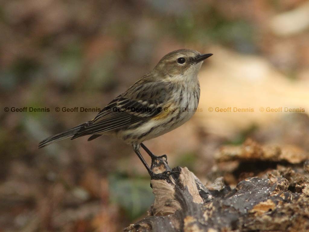 YRWA-CC_Yellow-rumped-Warbler