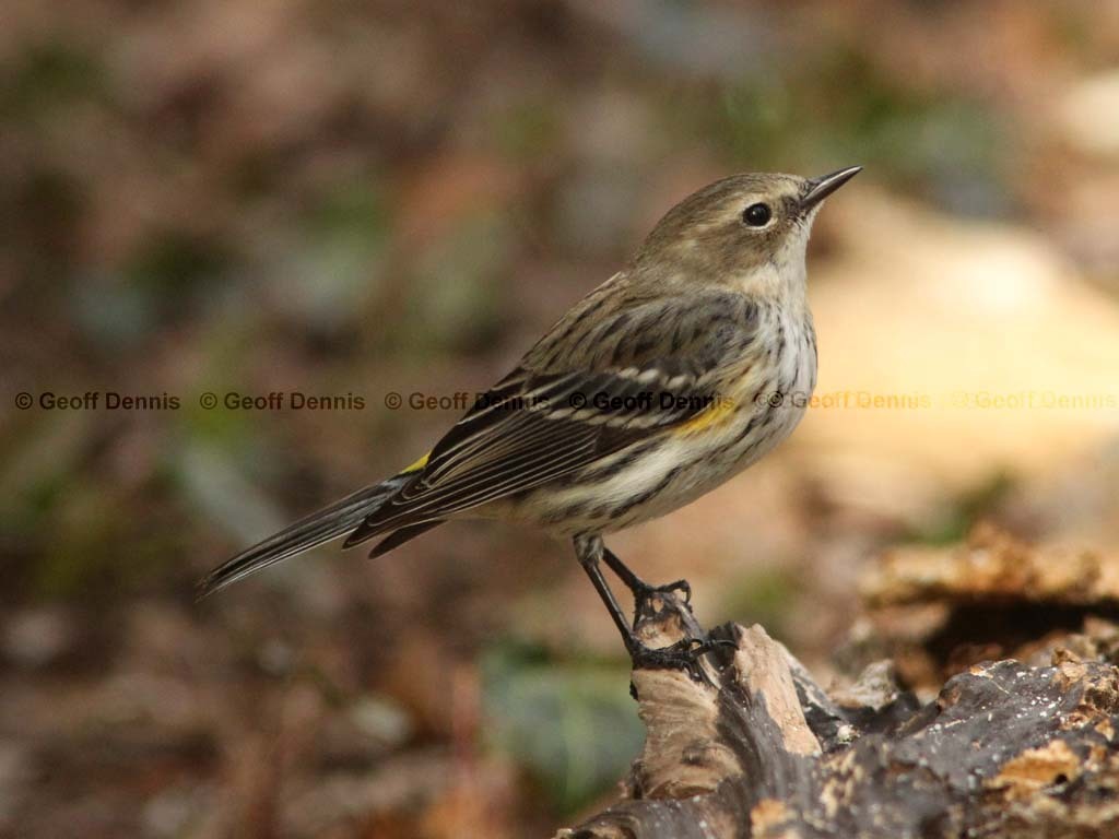 YRWA-CD_Yellow-rumped-Warbler