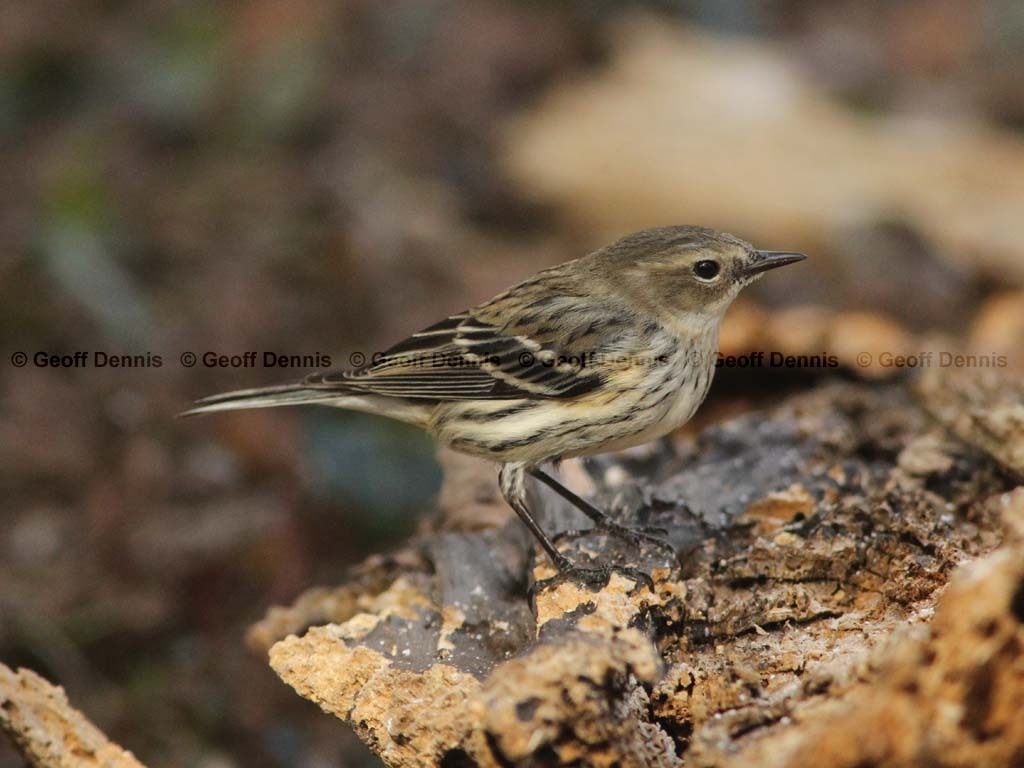 YRWA-CE_Yellow-rumped-Warbler