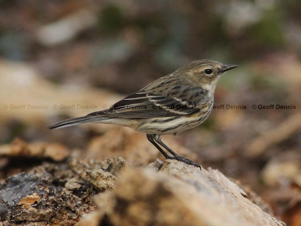 YRWA-CF_Yellow-rumped-Warbler
