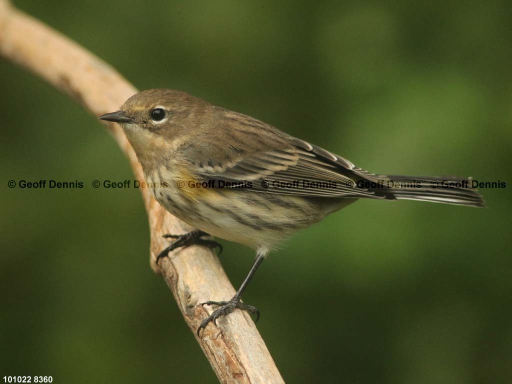 YRWA-CG_Yellow-rumped-Warbler