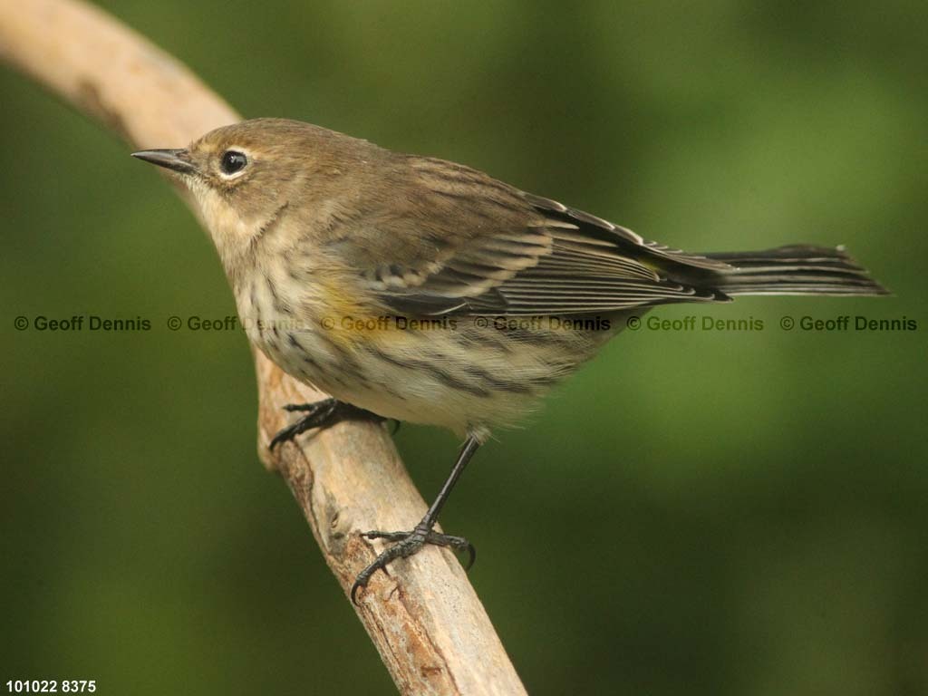 YRWA-CH_Yellow-rumped-Warbler
