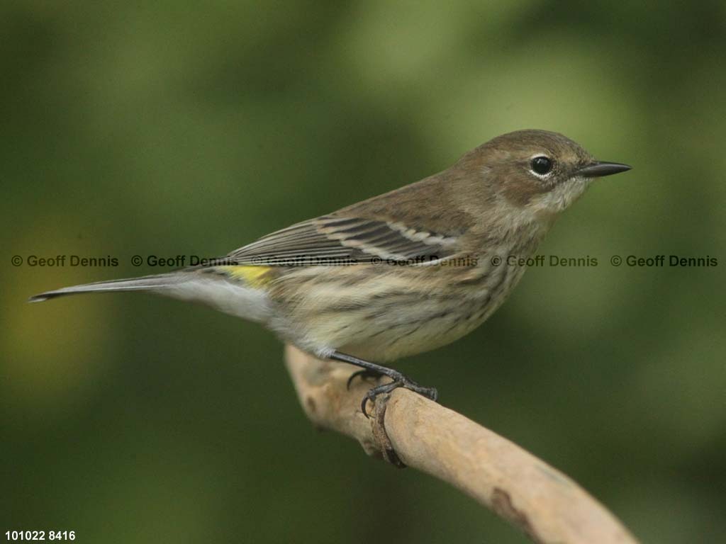 YRWA-CI_Yellow-rumped-Warbler