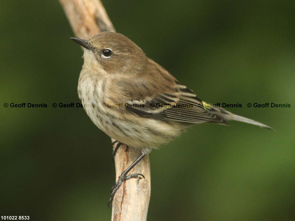 YRWA-CJ_Yellow-rumped-Warbler