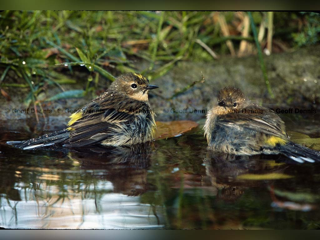 YRWA-CK_Yellow-rumped-Warbler