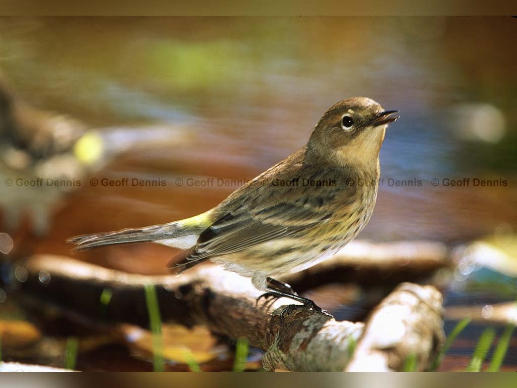 YRWA-CL_Yellow-rumped-Warbler