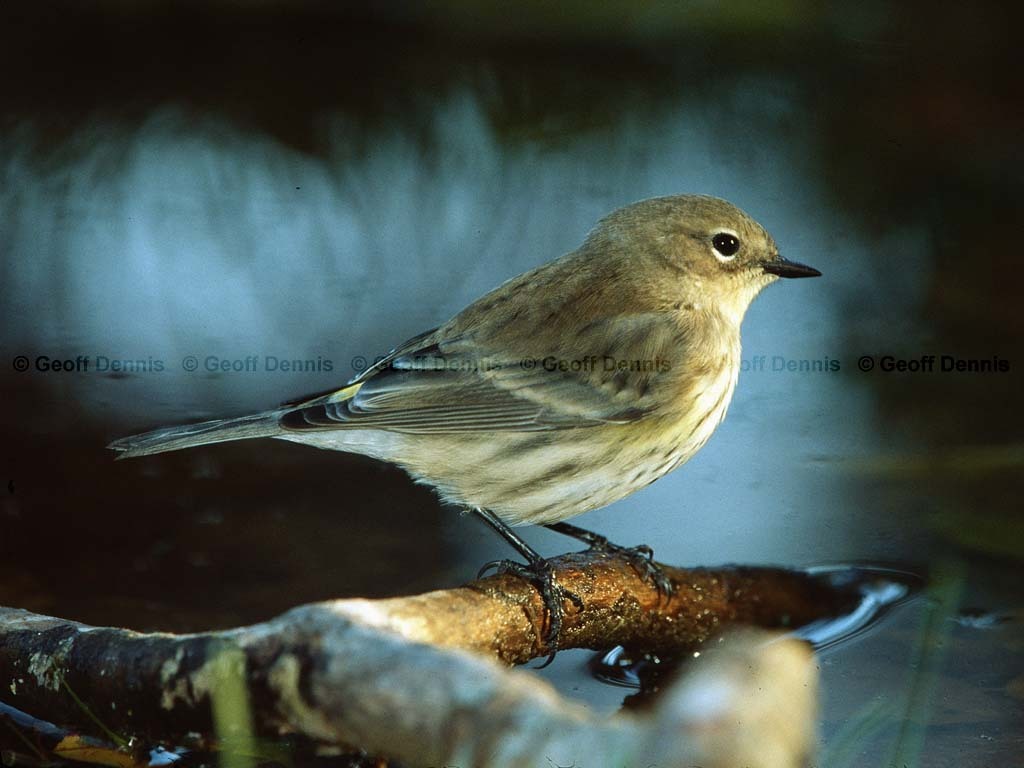 YRWA-CM_Yellow-rumped-Warbler