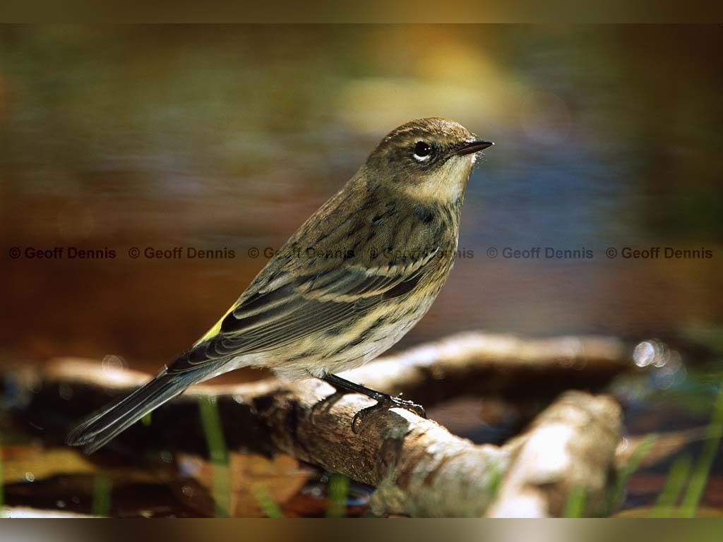 YRWA-CN_Yellow-rumped-Warbler