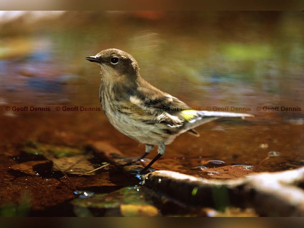 YRWA-CO_Yellow-rumped-Warbler