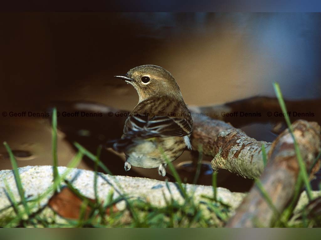 YRWA-CP_Yellow-rumped-Warbler
