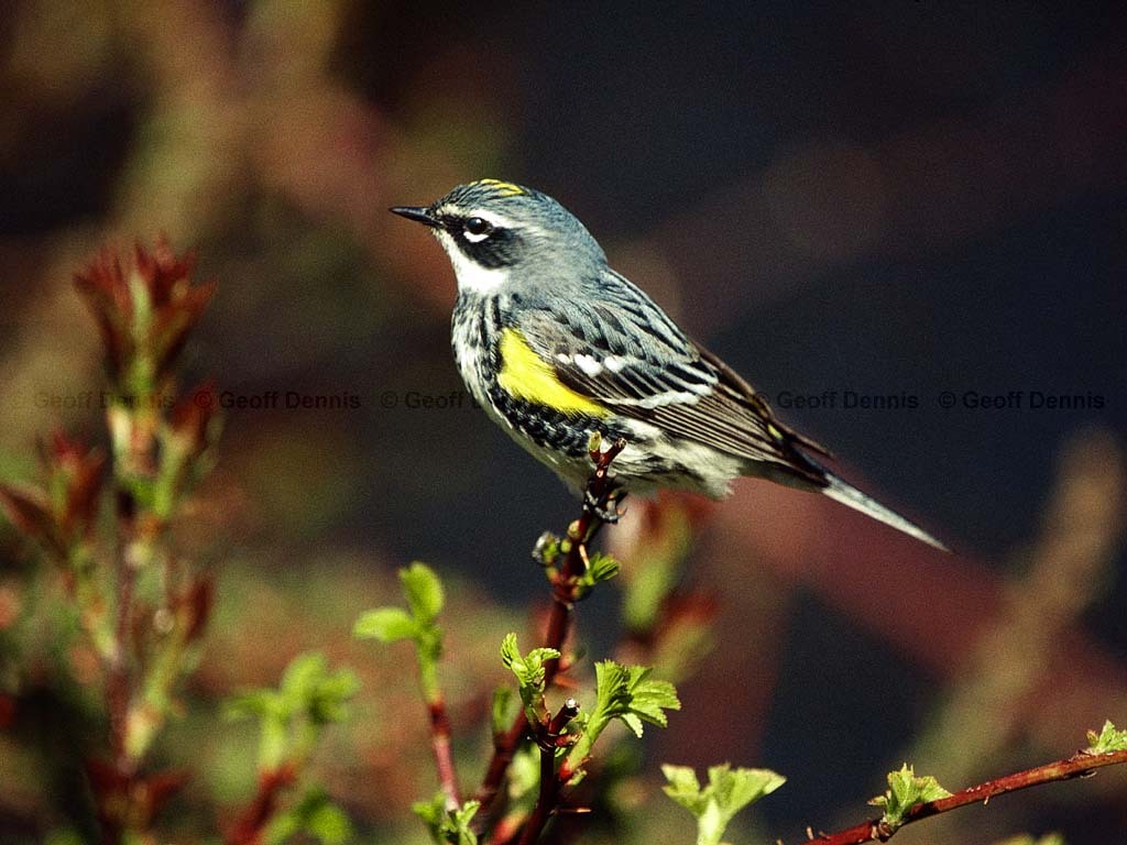 YRWA-CQ_Yellow-rumped-Warbler