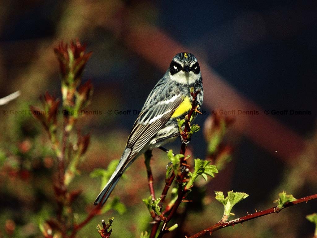 YRWA-CR_Yellow-rumped-Warbler
