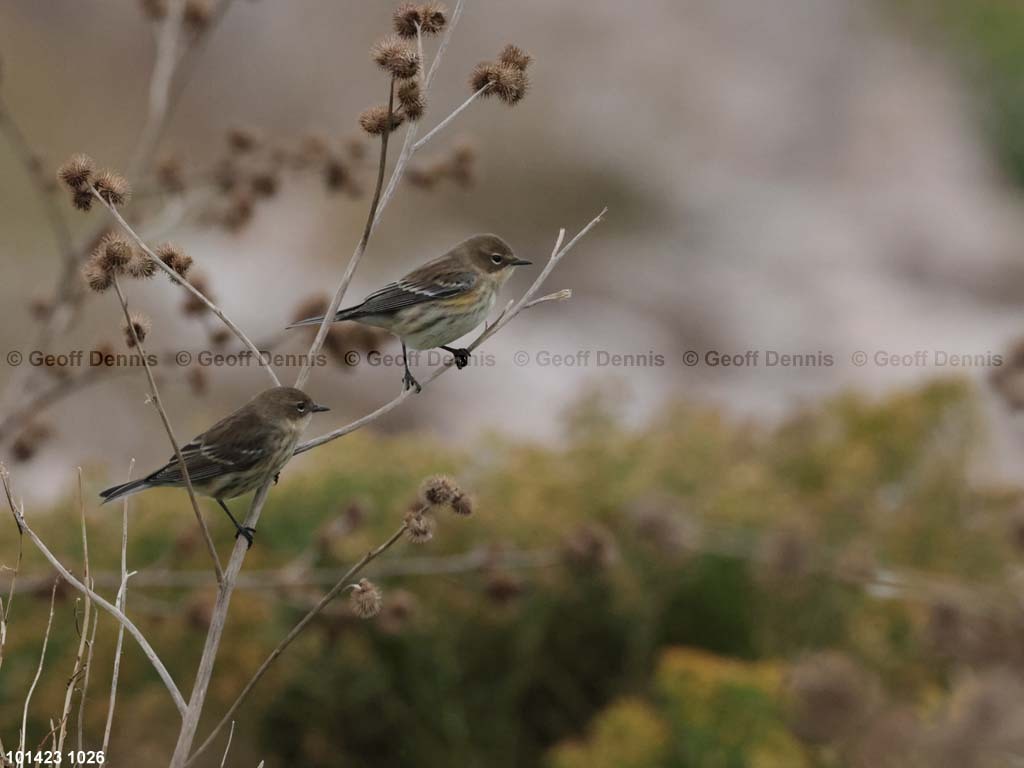 YRWA-CS_Yellow-rumped-Warbler