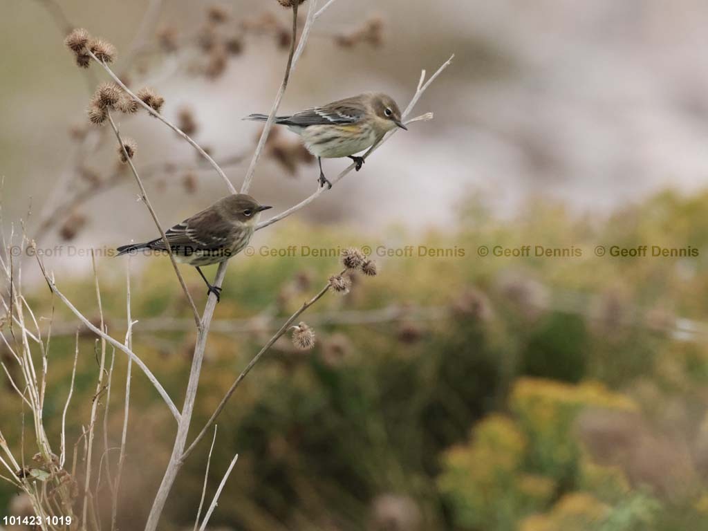 YRWA-CT_Yellow-rumped-Warbler