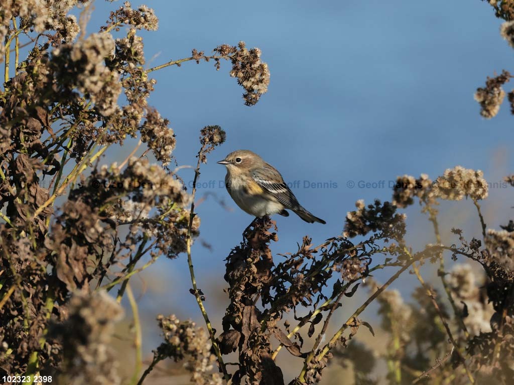 YRWA-CU_Yellow-rumped-Warbler