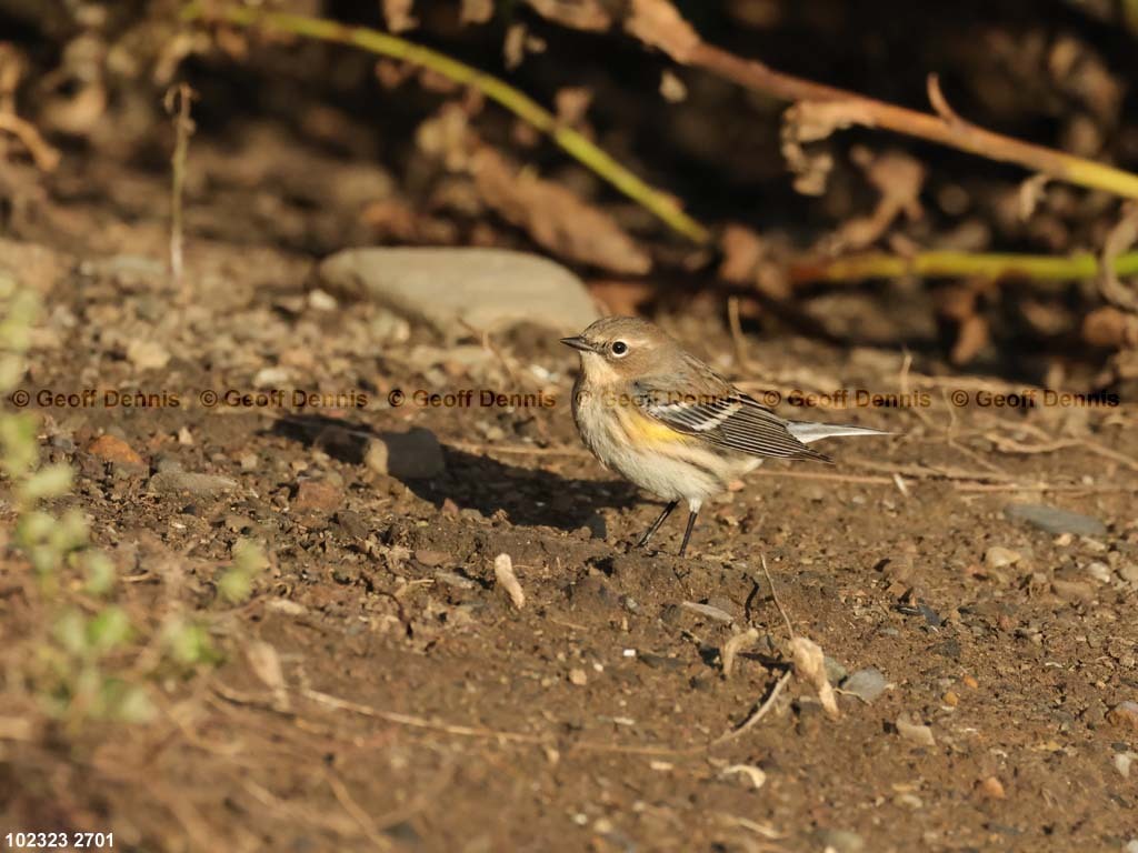 YRWA-CW_Yellow-rumped-Warbler