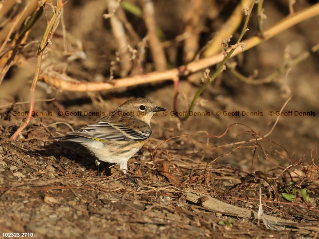 YRWA-CX_Yellow-rumped-Warbler