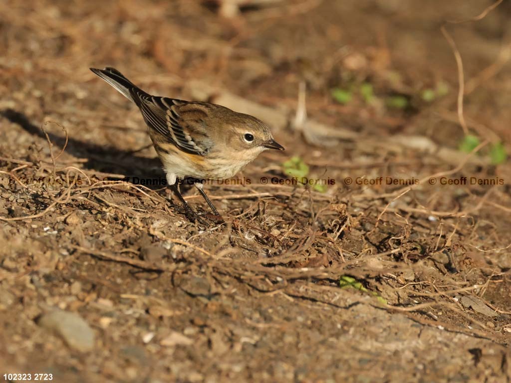 YRWA-CY_Yellow-rumped-Warbler