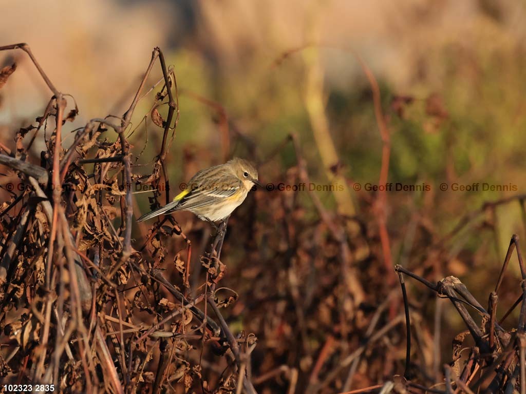 YRWA-CZ_Yellow-rumped-Warbler