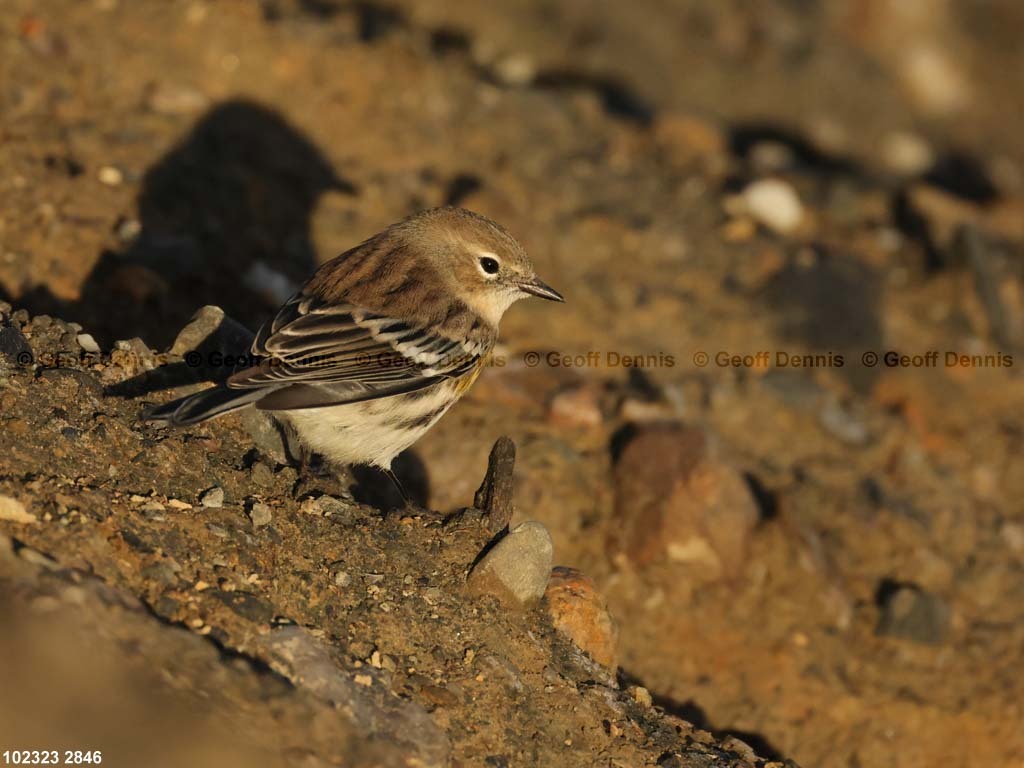 YRWA-DA_Yellow-rumped-Warbler