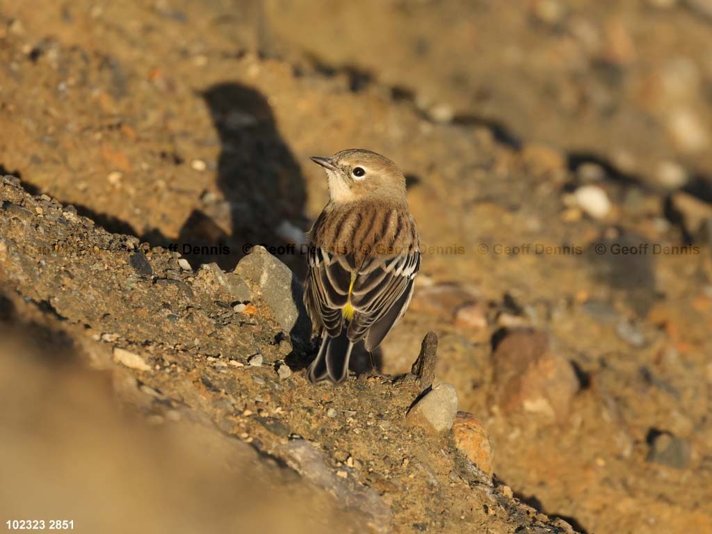 YRWA-DB_Yellow-rumped-Warbler