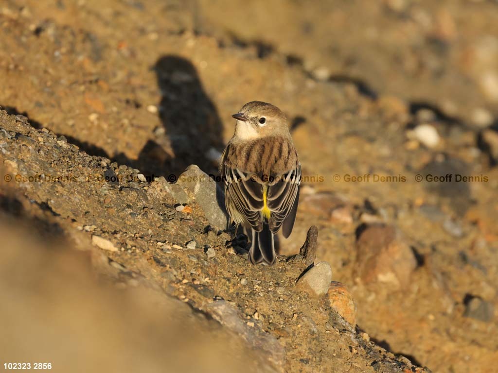 YRWA-DC_Yellow-rumped-Warbler