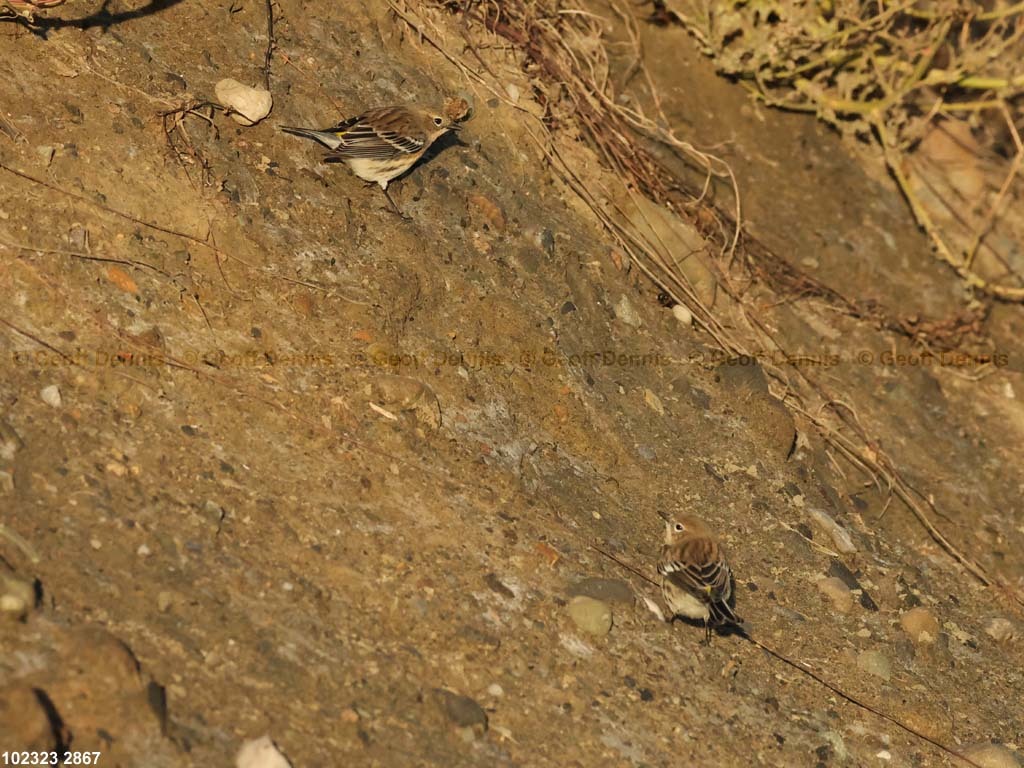 YRWA-DE_Yellow-rumped-Warbler
