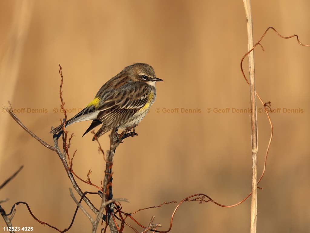 YRWA-DF_Yellow-rumped-Warbler