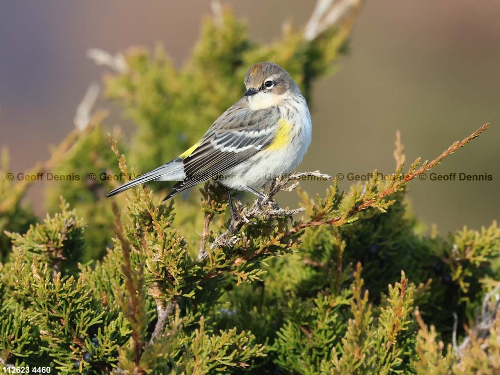 YRWA-DG_Yellow-rumped-Warbler