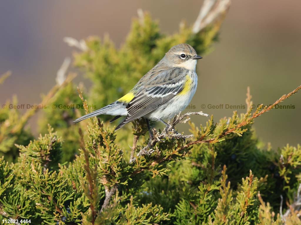 YRWA-DH_Yellow-rumped-Warbler