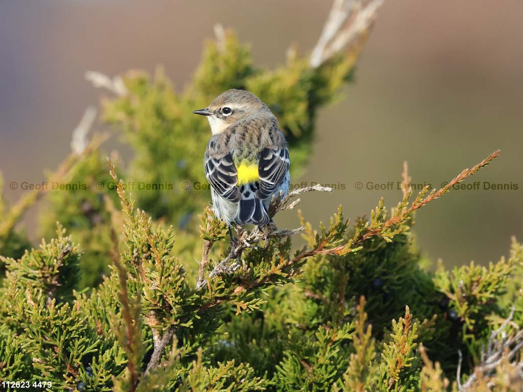 YRWA-DI_Yellow-rumped-Warbler