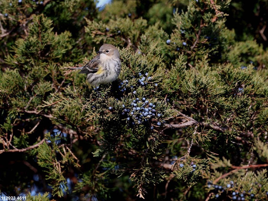 YRWA-DJ_Yellow-rumped-Warbler