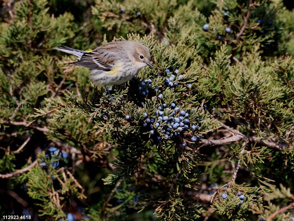 YRWA-DK_Yellow-rumped-Warbler