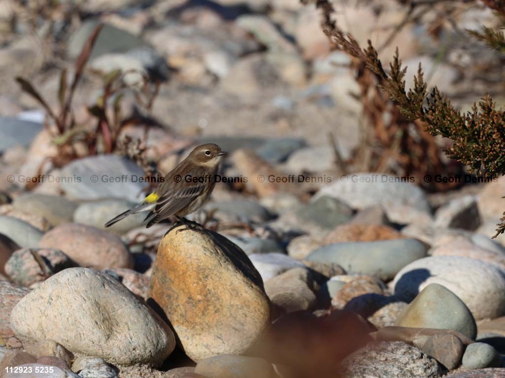 YRWA-DL_Yellow-rumped-Warbler