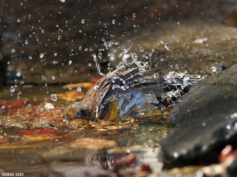 YRWA-DM_Yellow-rumped-Warbler