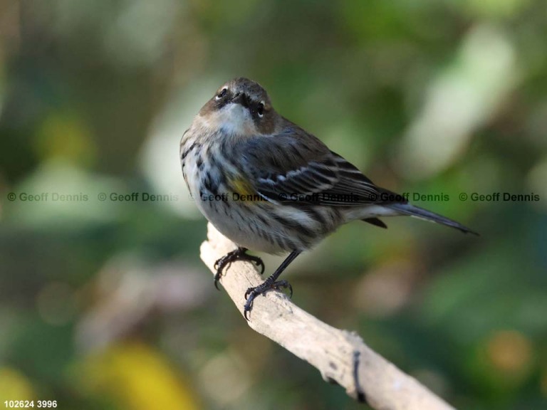 YRWA-DN_Yellow-rumped-Warbler