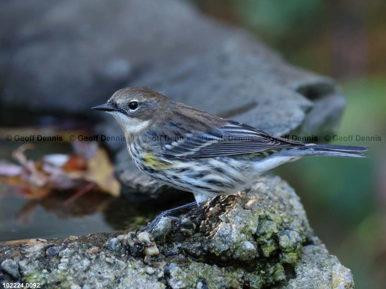 YRWA-DO_Yellow-rumped-Warbler