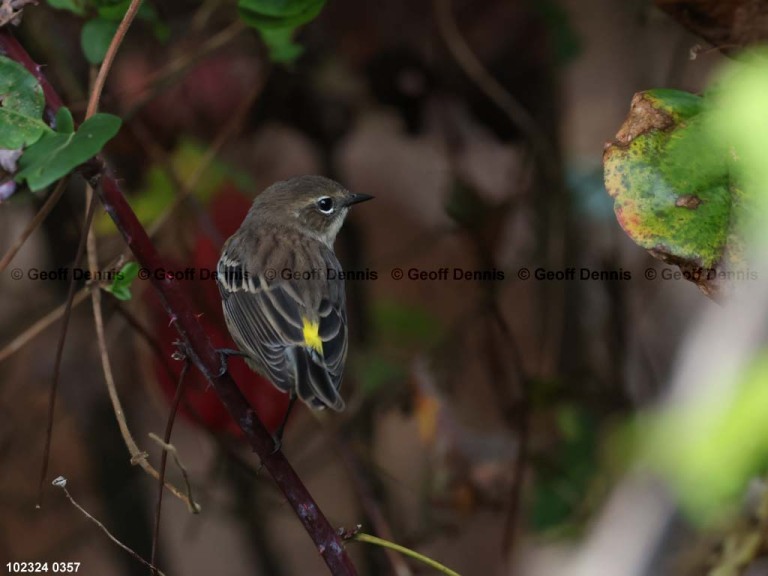 YRWA-DP_Yellow-rumped-Warbler