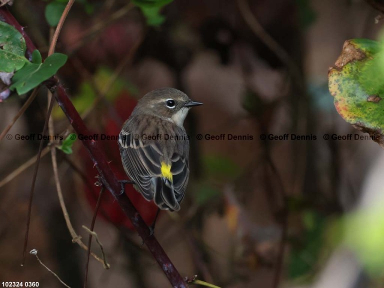 YRWA-DQ_Yellow-rumped-Warbler